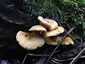 Narancsvörös álrókagomba (Hygrophoropsis aurantiaca), Budai-hegység